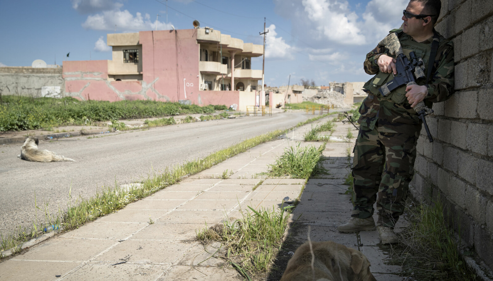 <b>HOLDER VAKT:</b> Imad fra Peshmerga og hans MP4 automatvåpen, var aldri langt unna meg, hvor jeg enn gikk. Her står han delvis i skyggen og vokter mens to av Mosuls hunder holder ham med selskap.