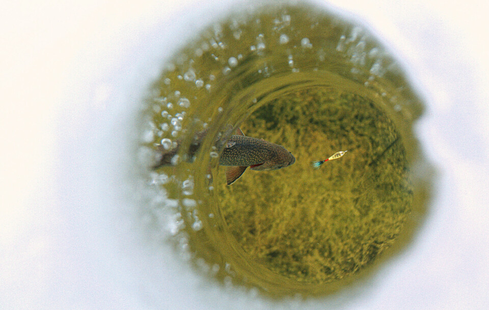 UUTHOLDELIG SPENNENDE: Fisken nærmer seg agnet, snuser på det og gaper over kroken. Eller den forsvinner. Kikkefiske byr på vanvittig spenning! (Ill.foto: Tomas Johansson)