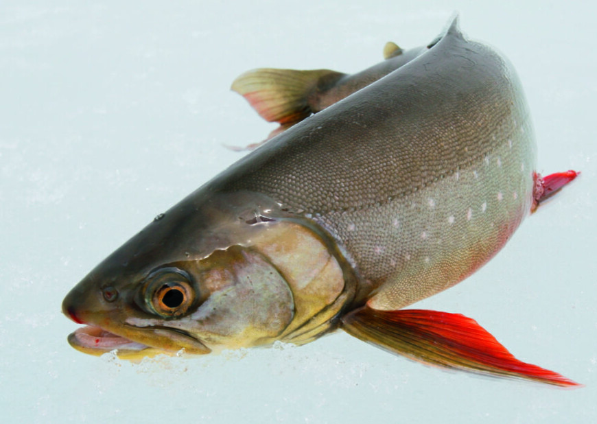 GODE MULIGHETER: Mulighetene for å få stor røye i Indre Troms er absolutt til stede. (Ill.foto: Dag Kjelsaas)