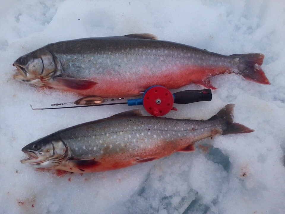 PENE: To fine røyer fra Hattfjelldal. (Foto: Privat)
