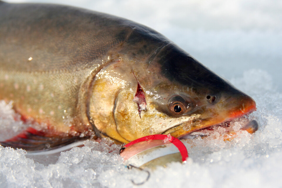 ENKELT OG GREIT: For Jørgen Berli er utstyrsvalget enkelt og greit. Røyeblink og maggot. (Ill.foto: Per Erik Knutsen)