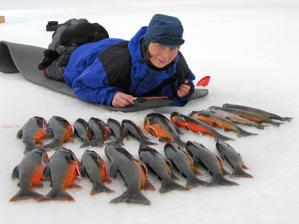 STORFANGST: Femundsmarka! (Foto: Jan Lillestu)