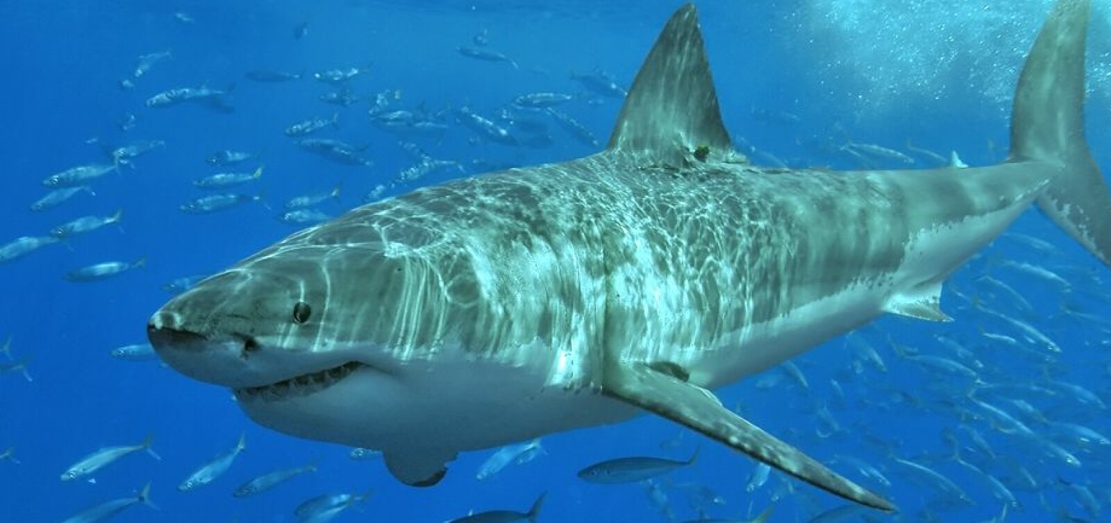 <b>INSPIRASJON:</b> Haien er til inspirasjon for mange, men forskere har brukt haihuden som "mal" for å lage et materiale som hindrer mikroorganismer i å feste seg.