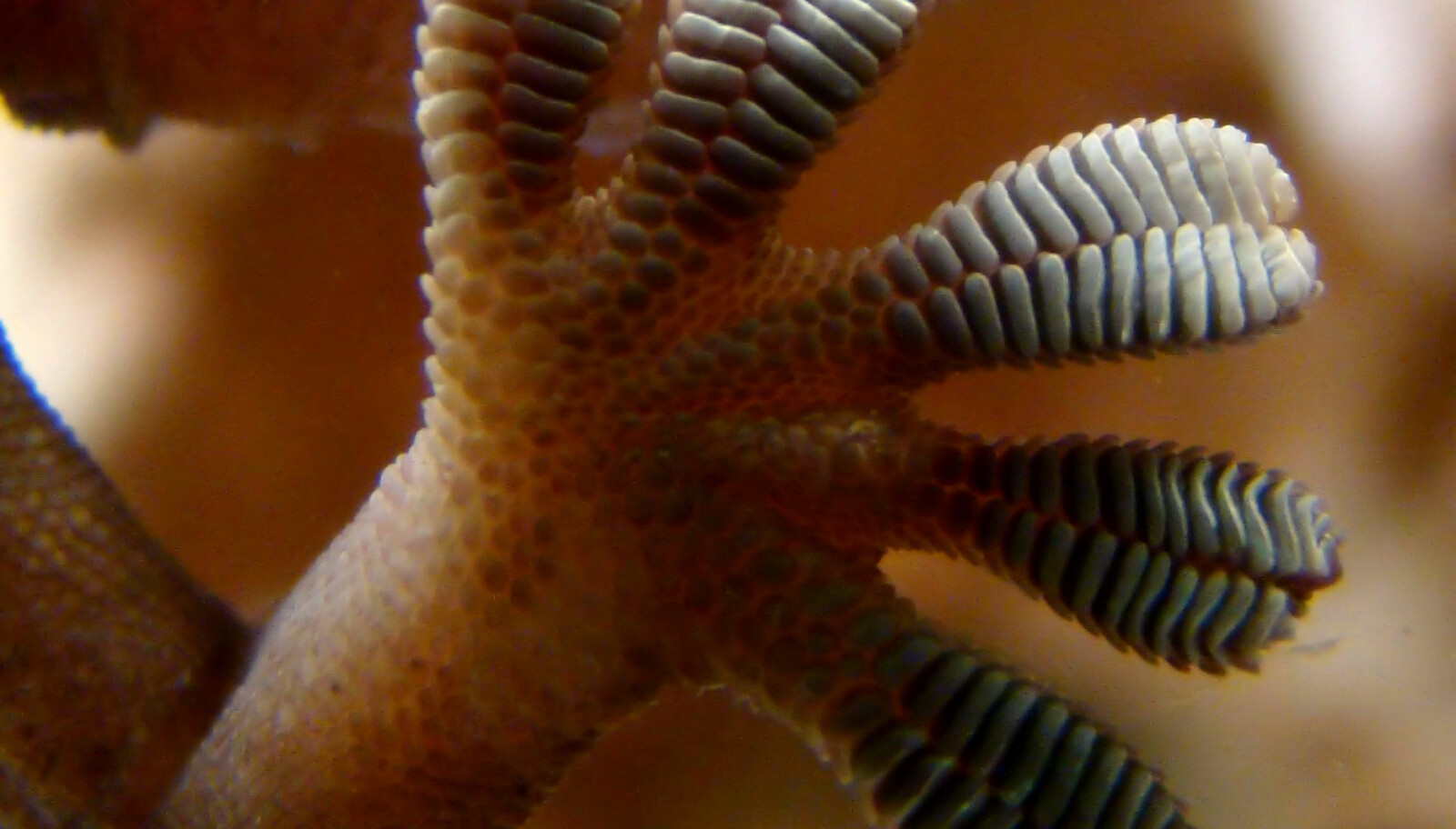 <b>GRIPEHÅR:</b> De små hårene under gekkoens føtter gjør at den kan gå rett opp speilblanke overflaster