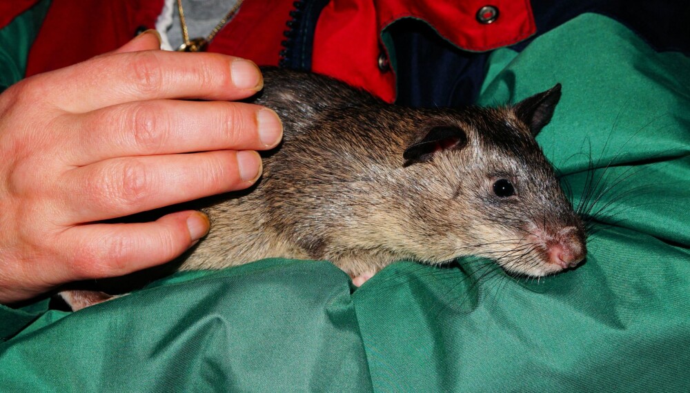 <b>SNAKKER: </b>Mens vanlige rotter kun "snakker" når de er redde, lager den gambiske hamsterrotta mye lyd.