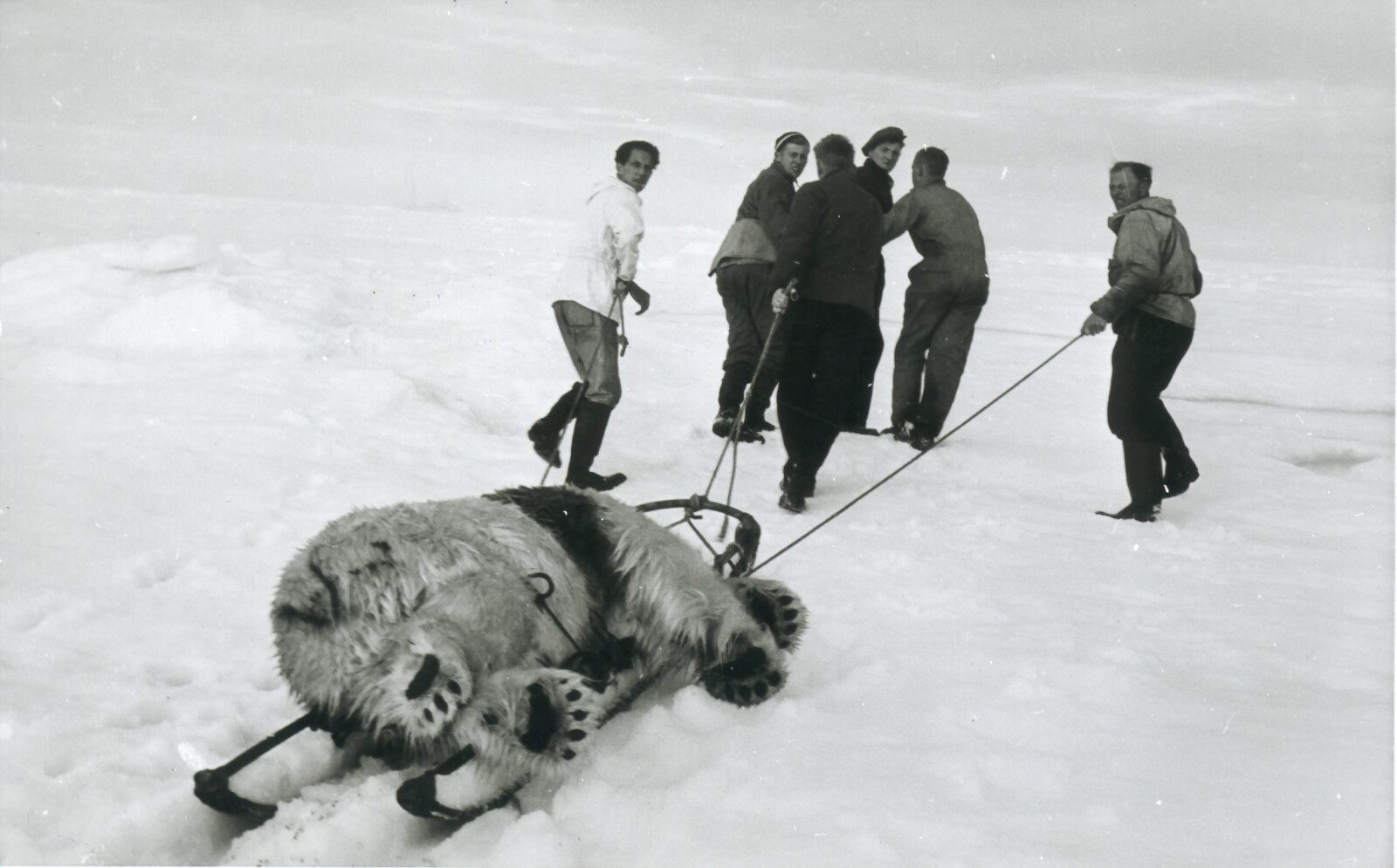 Seks menn drar isbjørn som ligger bundet fast på slede langsetter isen.