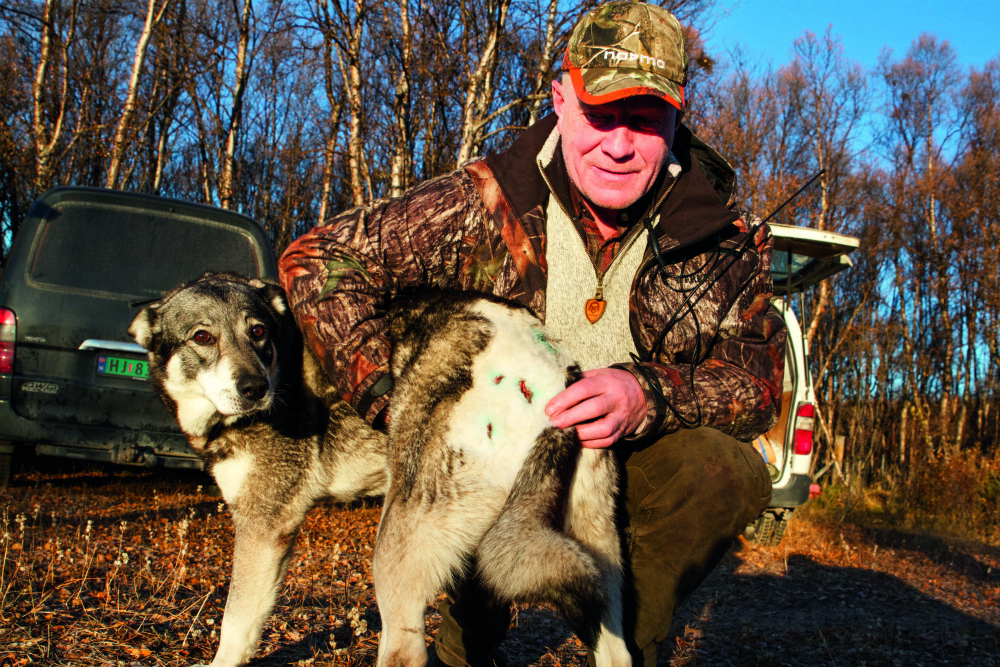 Un­der tre­ning like før jakt­start møt­te de ul­ven. Hun­den ble ald­ri den sam­me et­ter det­te.