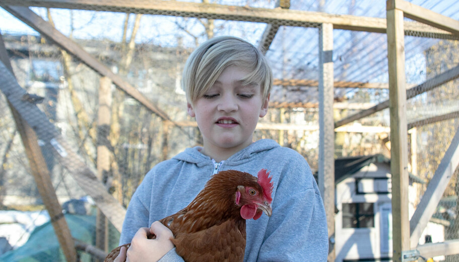 Sander synes det er godt selskap i hønene. Pluss at de gir masse gode egg hver eneste morgen! Sander synes det er godt selskap i hønene. Pluss at de gir masse gode egg hver eneste morgen!