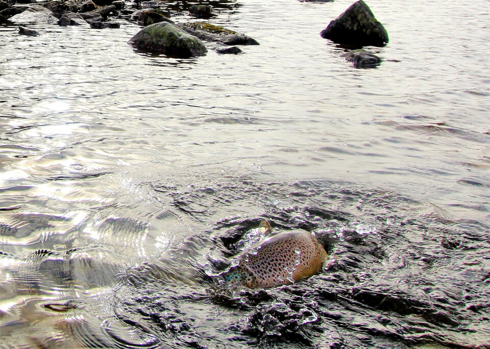 DURABELIG KAMP: Ørreten kjempet godt fra seg, og det gikk mange minutter før den kunne landes.