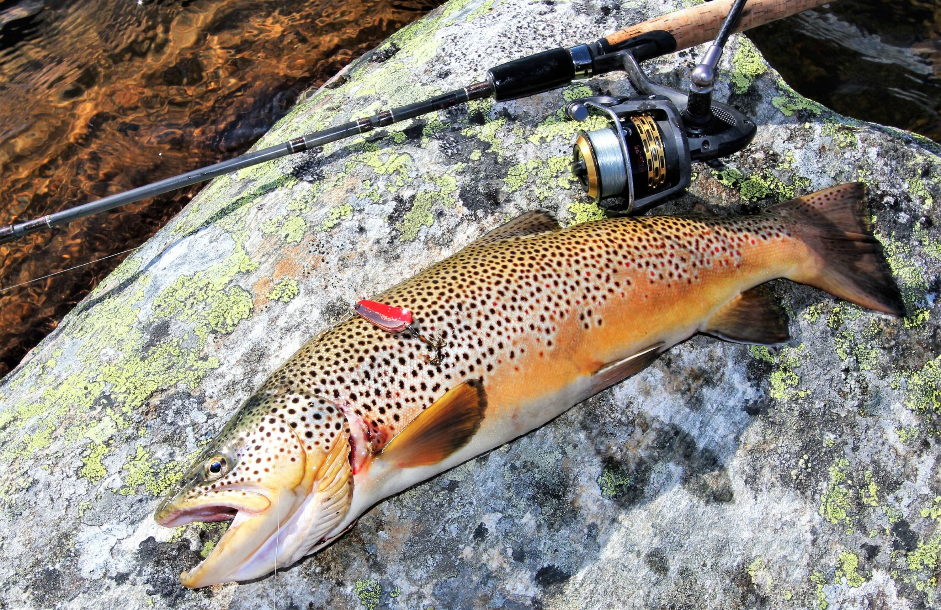 GODT HOLD: Ørreten var i særdeles godt hold.