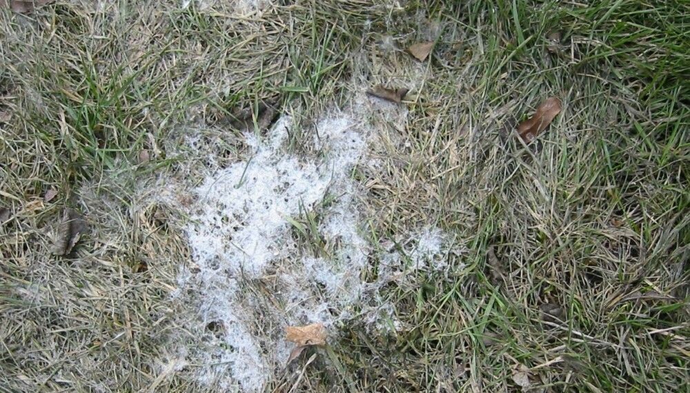 SNØMUGG: Når snøen har trukket seg tilbake, kan det noen steder bli liggende igjen hvite flekker av snømugg. Vanligvis tørker det inn og forsvinner av seg selv.