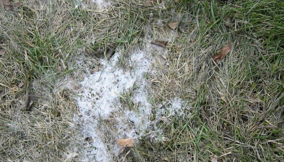 SNØMUGG: Når snøen har trukket seg tilbake, kan det noen steder bli liggende igjen hvite flekker av snømugg. Vanligvis tørker det inn og forsvinner av seg selv.