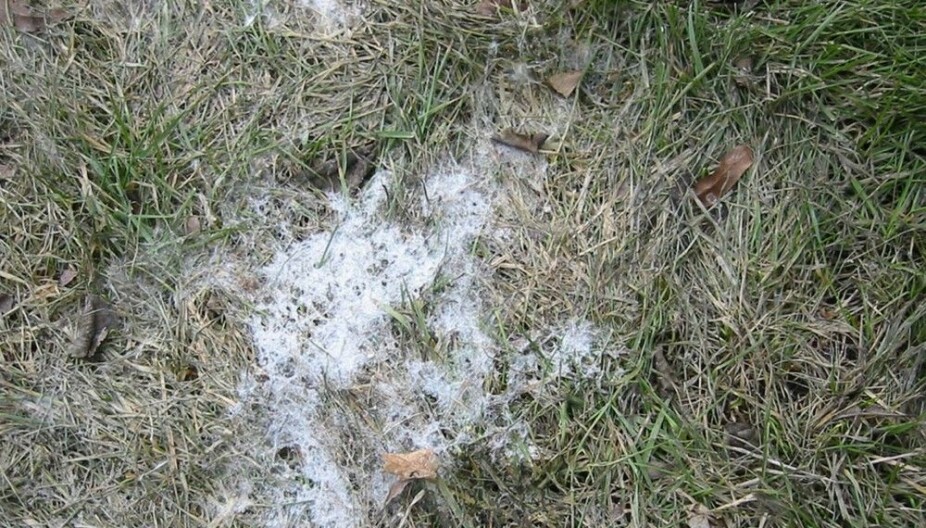 SNØMUGG: Når snøen har trukket seg tilbake, kan det noen steder bli liggende igjen hvite flekker av snømugg. Vanligvis tørker det inn og forsvinner av seg selv. SNØMUGG: Når snøen har trukket seg tilbake, kan det noen steder bli liggende igjen hvite flekker av snømugg. Vanligvis tørker det inn og forsvinner av seg selv.