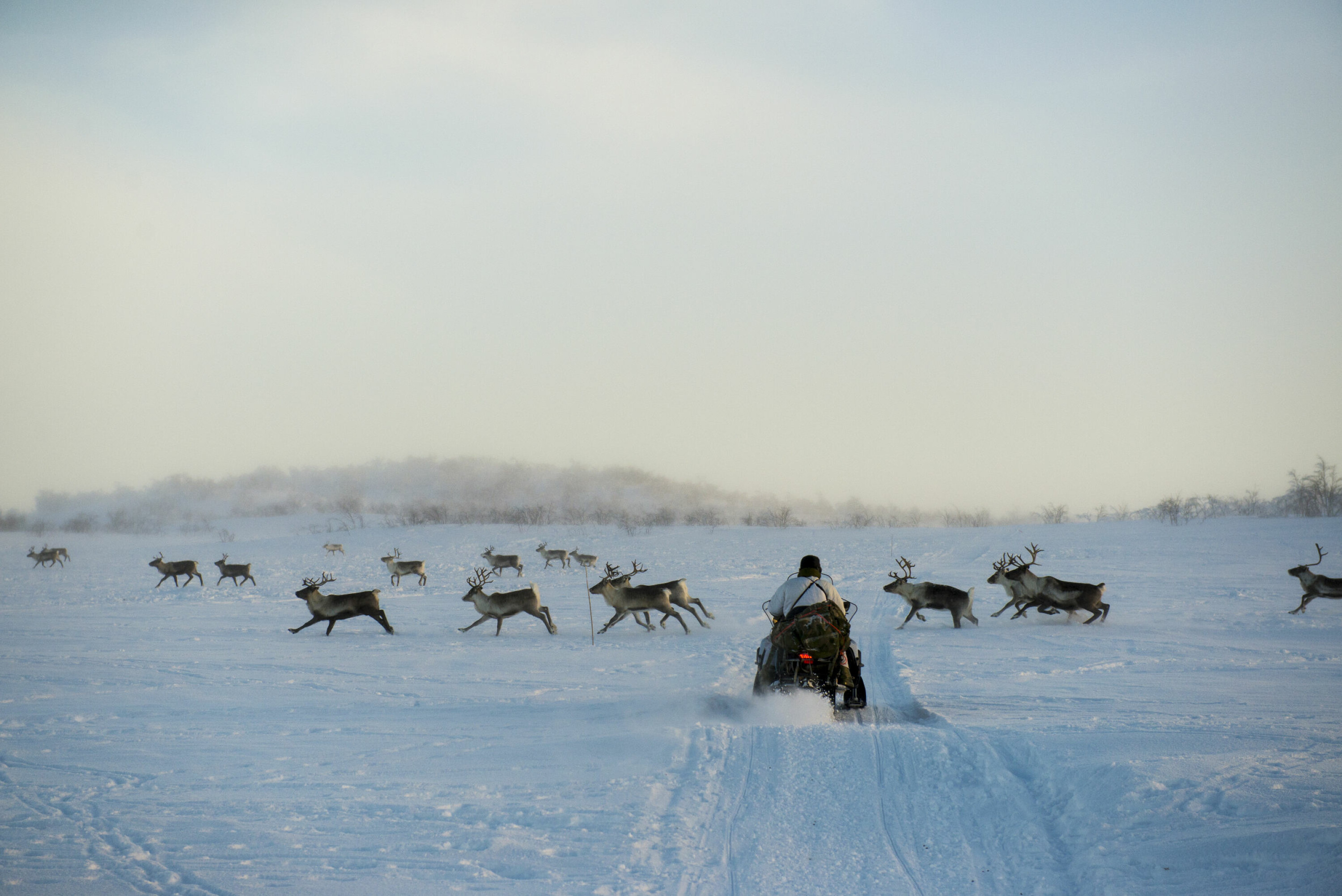 TRAFIKKORK: Vi passerer naboflokken på vei til Hætta-familiens beiteområde.