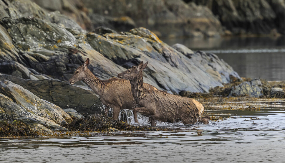 OPP AV VANNET: Det er ingen tvil om at hjorten er en dyktig svømmer. (Foto: Oddmund Lunde)