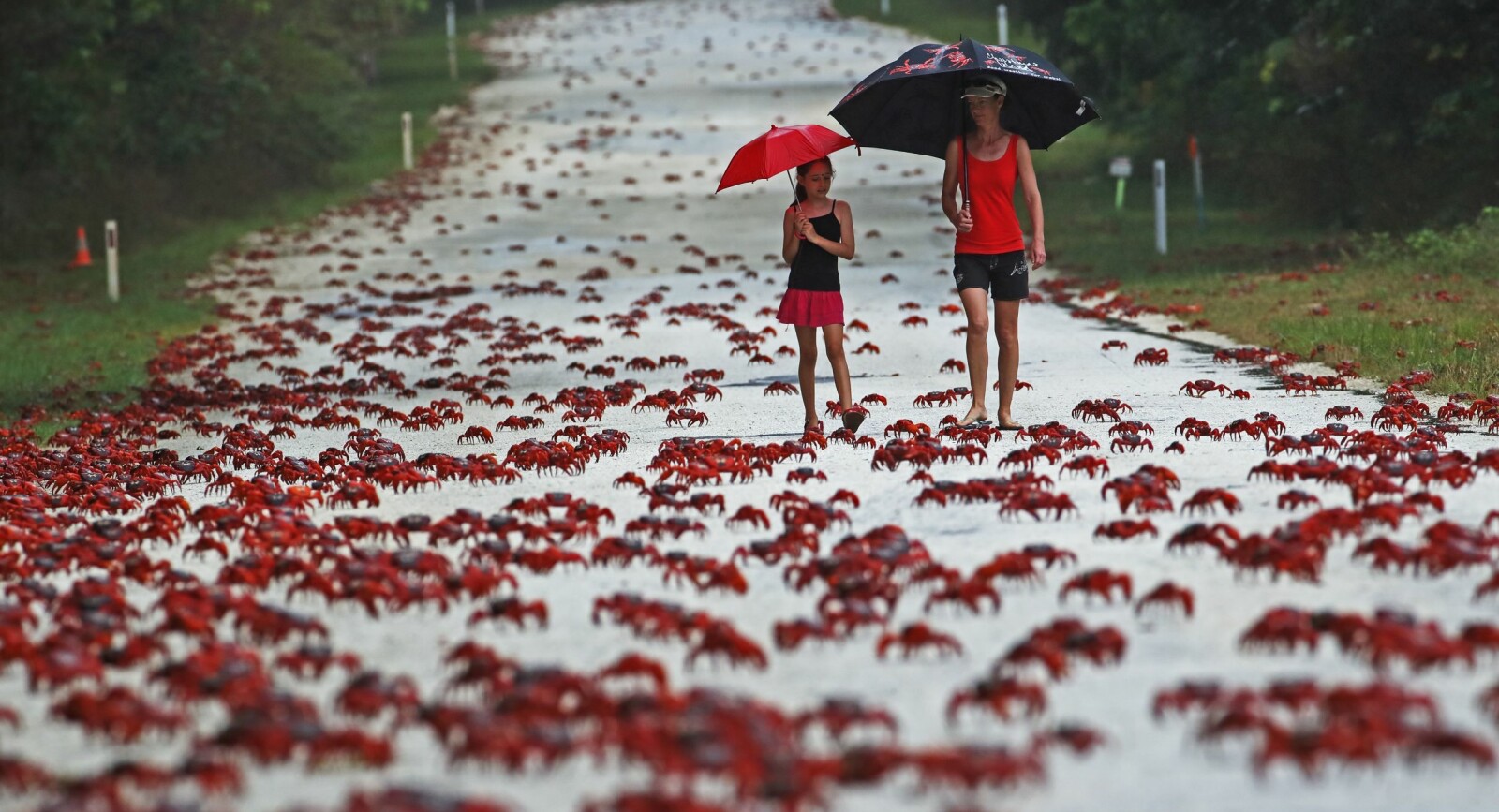 <b>INVASJON:</b> Hvert år oversvømmes Christmas Island av røde krabber.