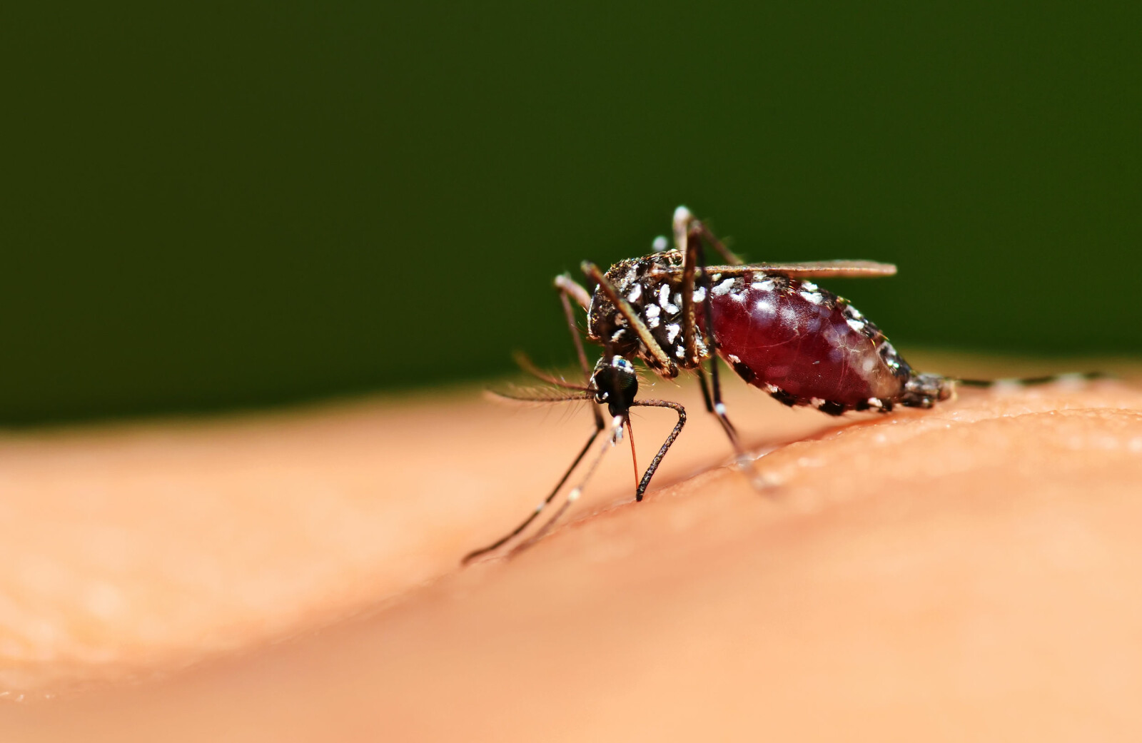 <b>BLI FERDIG: </b>Om du har tålmodighet er det best å la myggen gjøre seg ferdig med stikket, da klør det faktisk mindre.