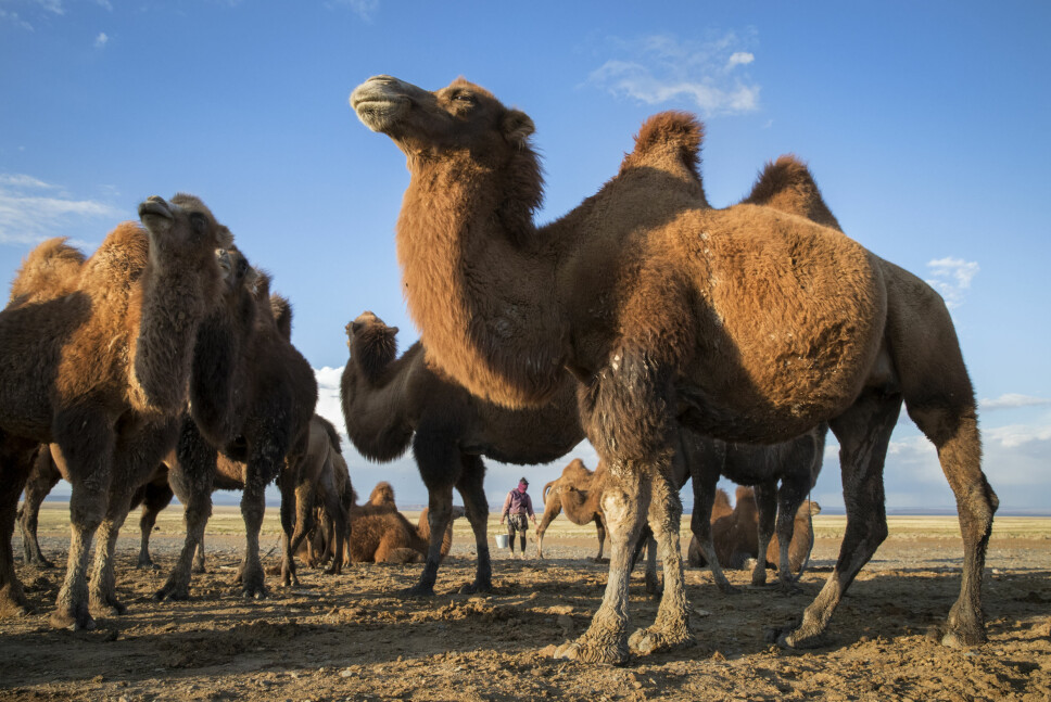 <b>EKSOTISK:</b> Når Altan Ghoo (35) melker kamelen i sin heldekkende lue for å beskytte seg mot sola, midt ute i Gobi Ørkenens ensomme og enorme verden, føles Norge veldig langt unna.