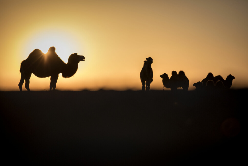 <b>EN KLISJE… MEN VAKKERT:</b> Ikke elg i solnedgang, men kamel i soloppgang.