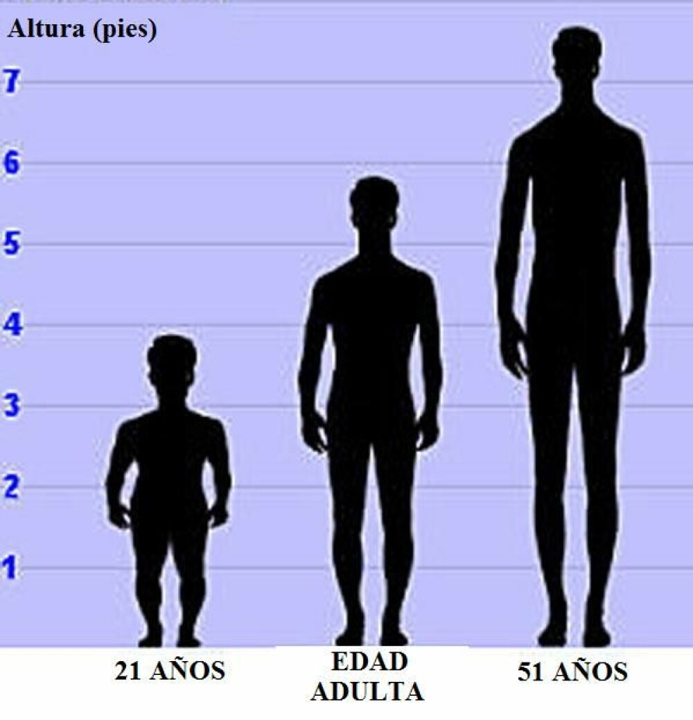 <b>REKORDVEKST:</b> Adam Rainers vekstutvikling fra han var 21 år til han døde 51 år gammel. Silhuetten i midten viser en voksen mann i gjennomsnittshøyde.