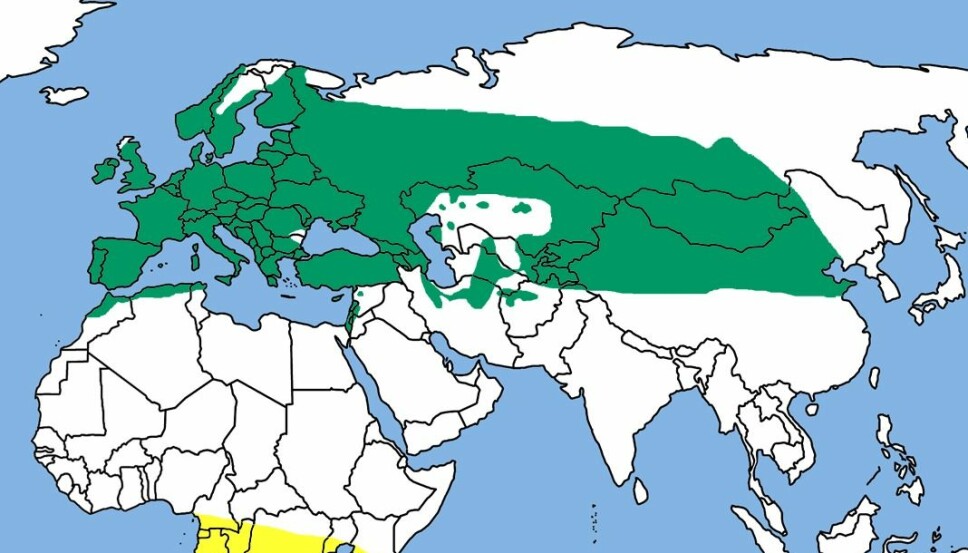 UTBREDELSE: Det grønne området viser utbredelsen av Tårnseilere (Apus apus. Det gule området viser hvor de holder til om vinteren.