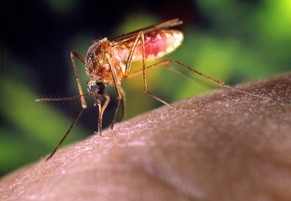<b>MYGG­TEK­KE:</b> Ja, det fin­nes noen som har bedre dra­get på myg­gen enn and­re.