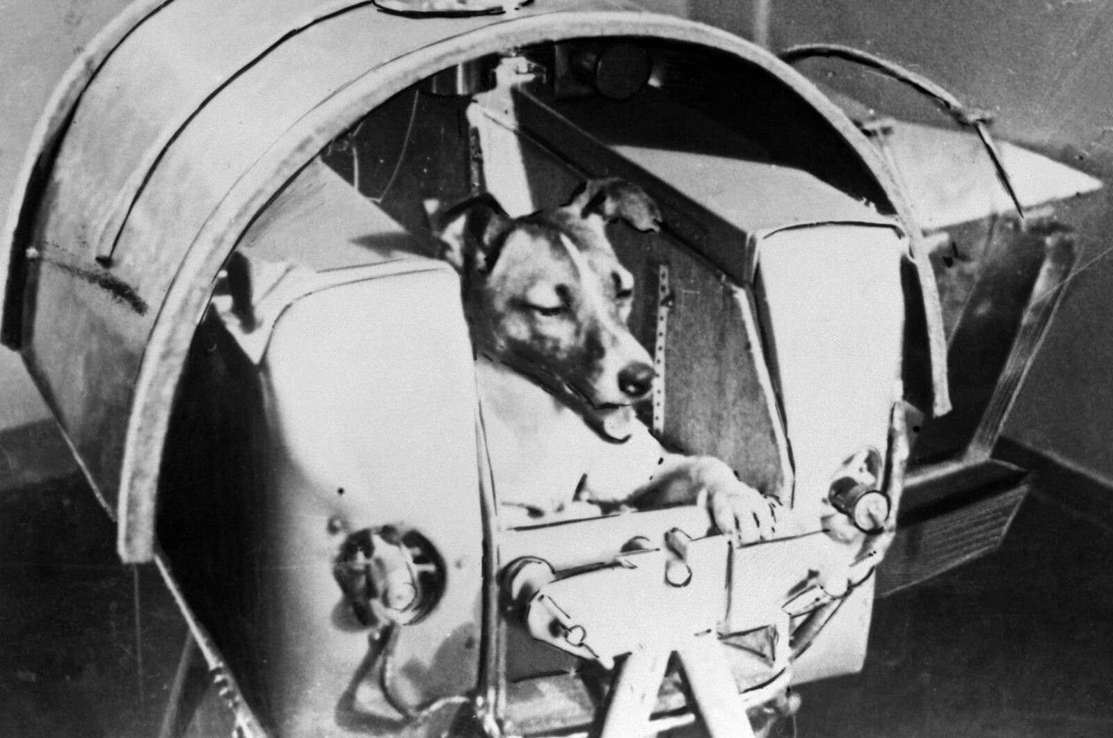 <b>LAIKA:</b> Laika før hun, som første levende vesen, ble sendt i bane rundt jorden i 1957. Bildet er tatt fra den sovjetiske avisen Pravda den 13 november 1957. 