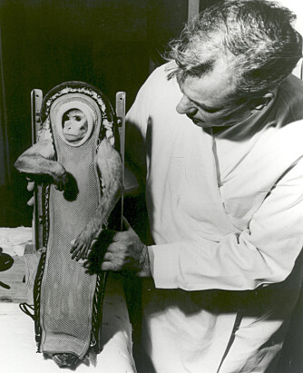<b>APER:</b> USA brukte aper for å forske blant annet på stråling og vektløshet. Her ser vi apen Sam etter en tur i romskipet Little Joe 2. Litte Joe-rakettene var en rimeligere utgave enn tidligere modeller og det ble sendt opp syv ubemannede raketter fra august 1959 til april 1961.