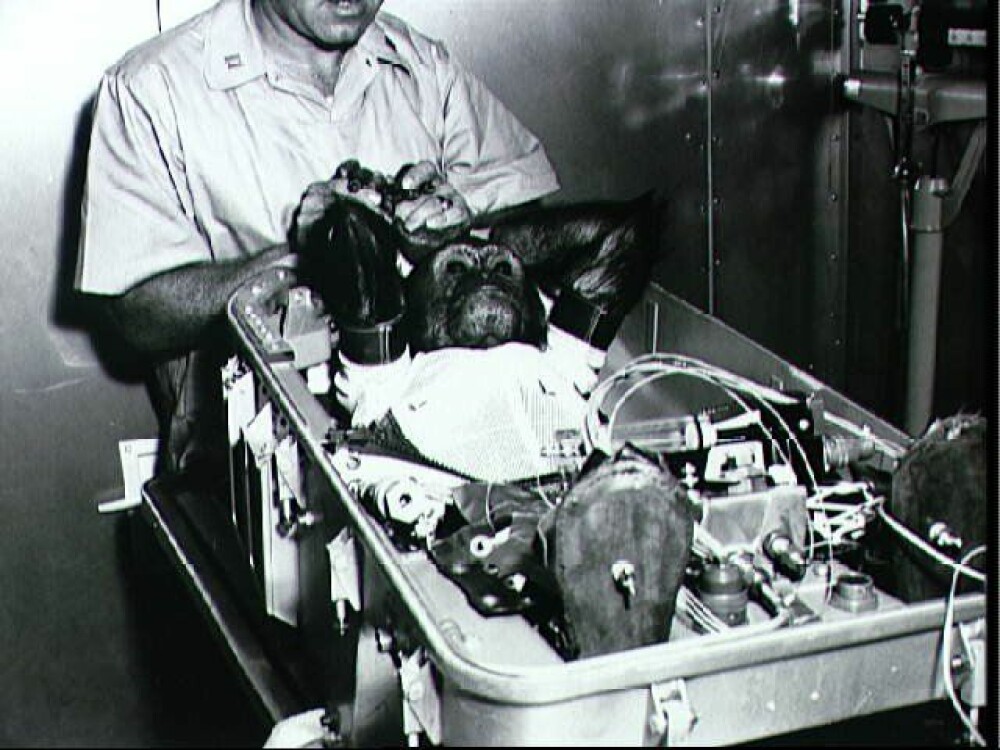 <b>ENOS:</b> Her ser vi apen Enos før han skal plasseres om bord i Mercury-Atlas 5-kapselen. Enos ble den første apen i bane rundt jorden. Oppskytningen fant sted 29. november 1961. Enos døde 11 måneder etter romferden, men dødsårsaken var ikke relatert til rakettoppskytningen.