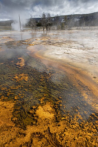 <b>VANVITTIGE FARGER:</b> Mikroorganismer som stortrives i det varme vannet og de syreholdige kulpene, skaper Yellowstones flotte farger.