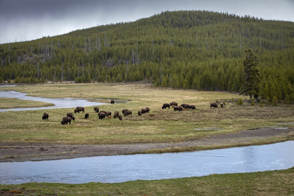 <b>BISON:</b> I den nordlige og vestlige delen av parken, så jeg flokker med bison hver eneste dag.