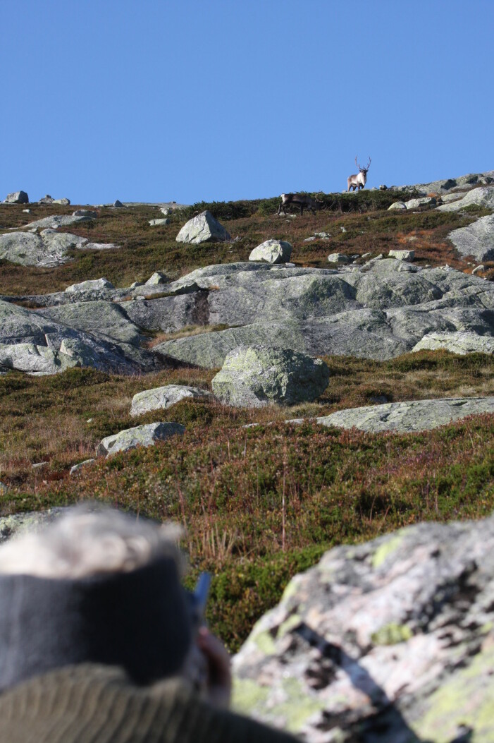 <b>JAKT: </b>Jakt på villrein er et viktig element i å regulere bestanden. Jakt på villrein er for øvrig en aktivitet vi har drevet med i Norge i flere tusen år.