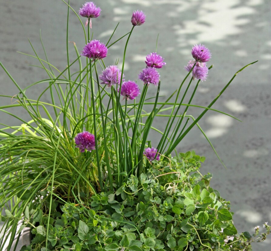<b>BLIKKFANG:</b> Med sine flotte, rette og prydgresslignende blader og lavendelfargede blomster, har gressløk (Allium schoenoprasum) også en stor prydverdi. 