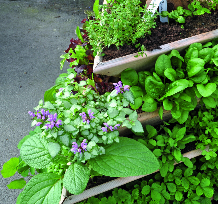 PYRAMIDE: Krydderurter kan også plantes i bed og pallekarmer. Her ser vi en plantekasse bygget som en pyramide, plantet med tvetann, jordbær, småsalat, timian og oregano.