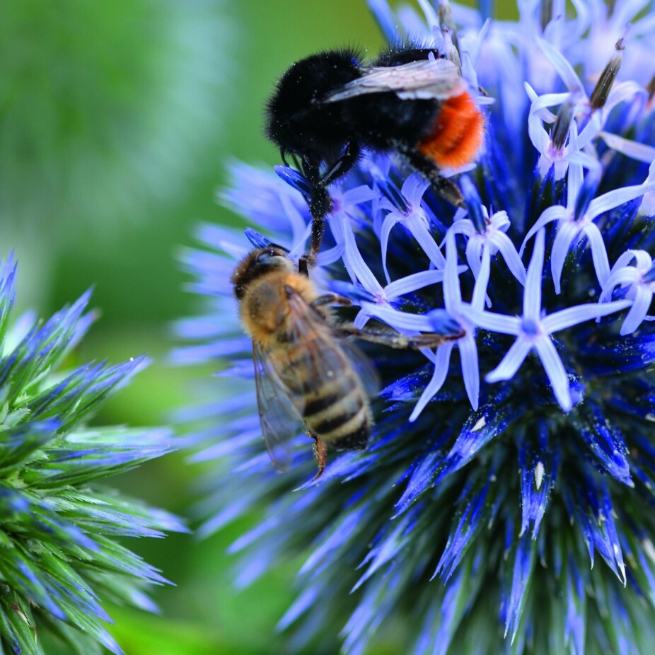 <b>POLLINERENDE INSEKTER:</b> Humler og bier bidrar flittig til vår mat- og fruktproduksjon, og er derfor blant våre viktigste insekter.