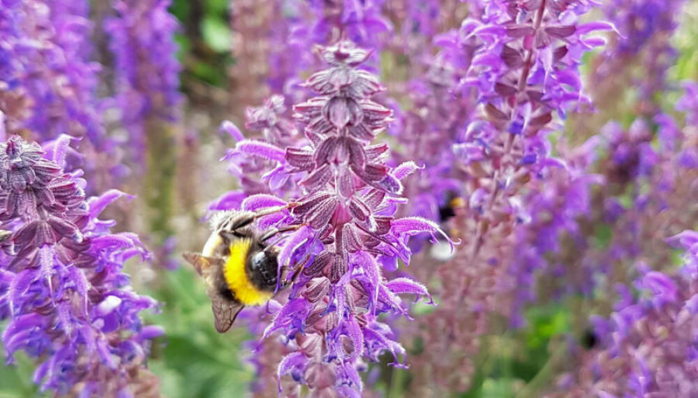 HØYLYTT SUMMING: Anissisop (Agastache foeniculum) er en staude som blomstrer fra juli til frosten kommer. På en god sommerdag kan du høre høylytt summing fra ivrige humler som samler nektar fra denne flotte blomsten.