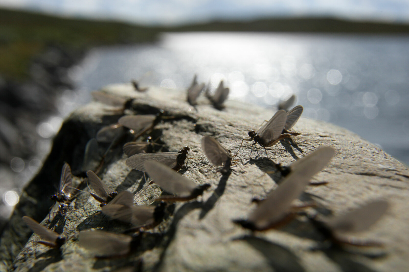 <b>HØY­REIS­TE:</b> Døgn­flu­e­ne har høy­reis­te vin­ger og en lang, slank kropp. Dis­se ble av­bil­det un­der en klek­king på Finn­marks­vid­da (Foto: Lars H. Krem­pig) 