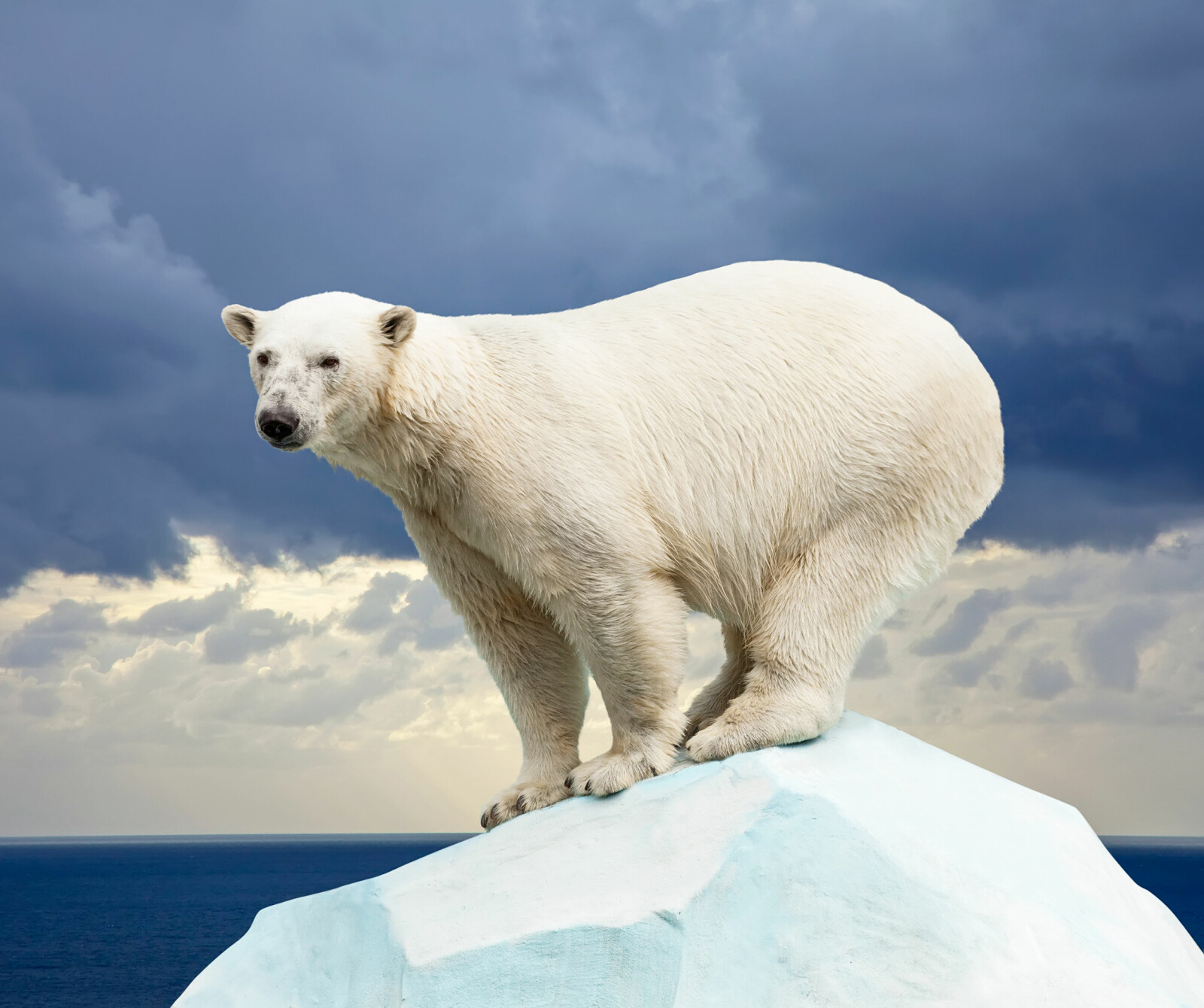 <b>GODT RUSTET:</b> Isbjørnen har et tykt lag av underhudsfett som gjør at den tåler det tøffe klimaet. (Foto: Shutterstock) 