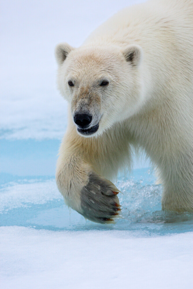 <b>VANDRER:</b> Isbjørnen kan vandre ekstremt langt. (Foto: Tom Schandy)