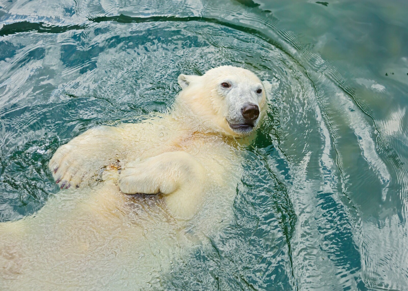 <b>KONGEN AV ARKTIS:</b> Isbjørnen lever store deler av livet sitt på sjøen, og er et sjøpattedyr. (Foto: Shutterstock)