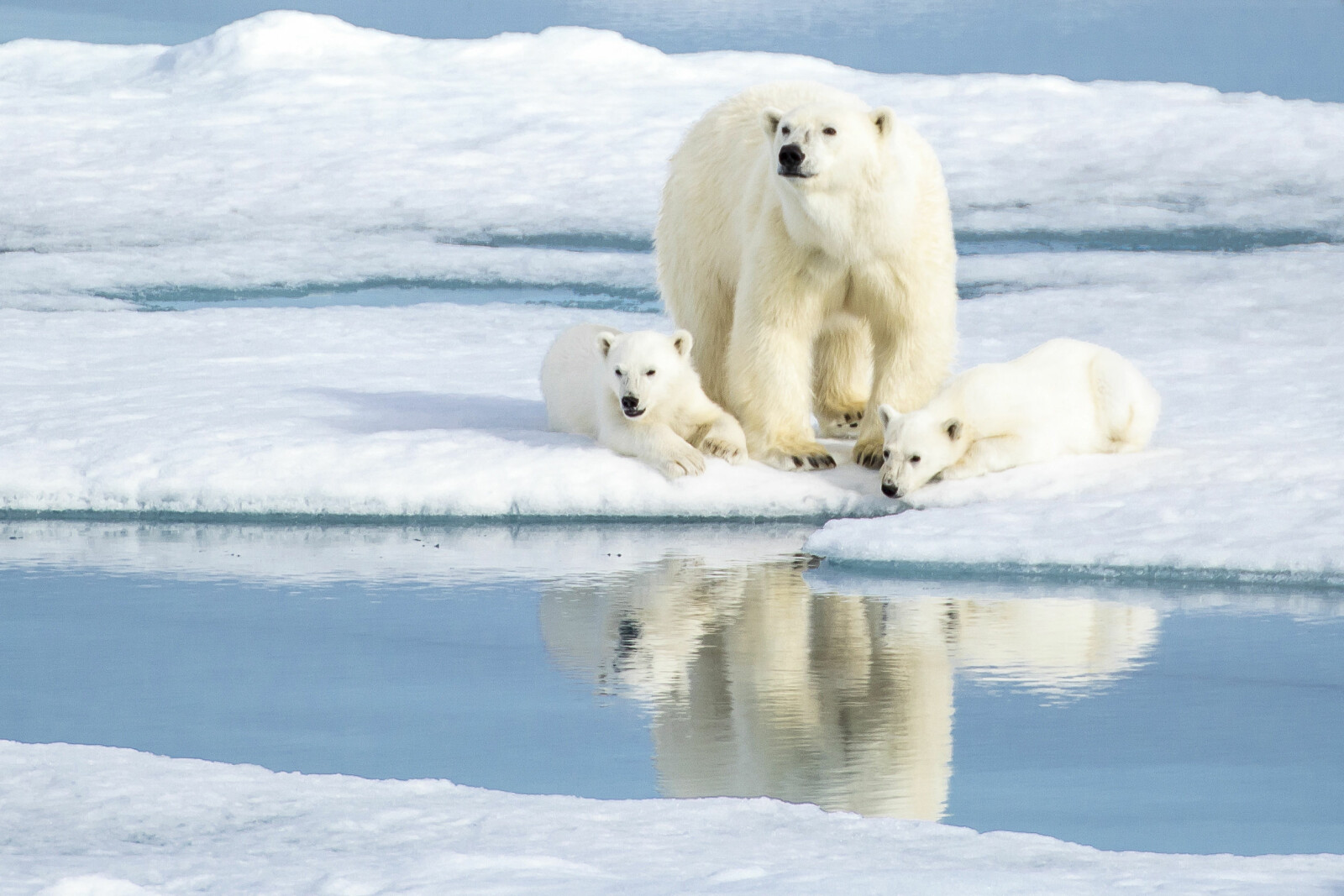 <b>FAMILIEIDYLL:</b> Isbjørnen føder som regel 1–4 unger i hvert kull. (Foto Shutterstock)