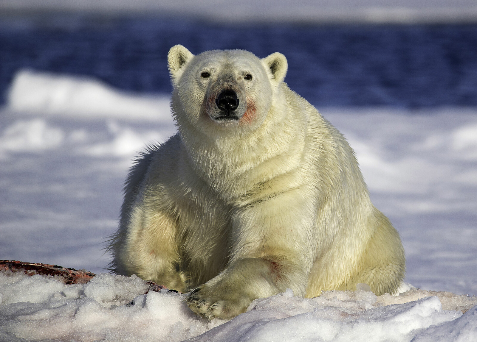 <b>SELEKSPERT:</b> Sel er isbjørnens viktigste byttedyr. (Foto: Tommy Solberg)