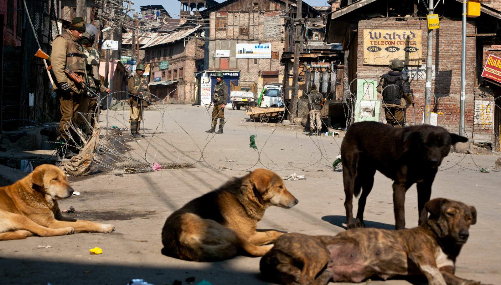 <b>GATEHUNDER:</b> Vi understreker at disse indiske hundene kun er ment som illustrasjon. Vi vet ingenting om sivilstatusen deres.
