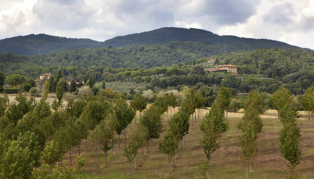HERSKAPELIG: Sting eier sin egen vingård i Toscana.