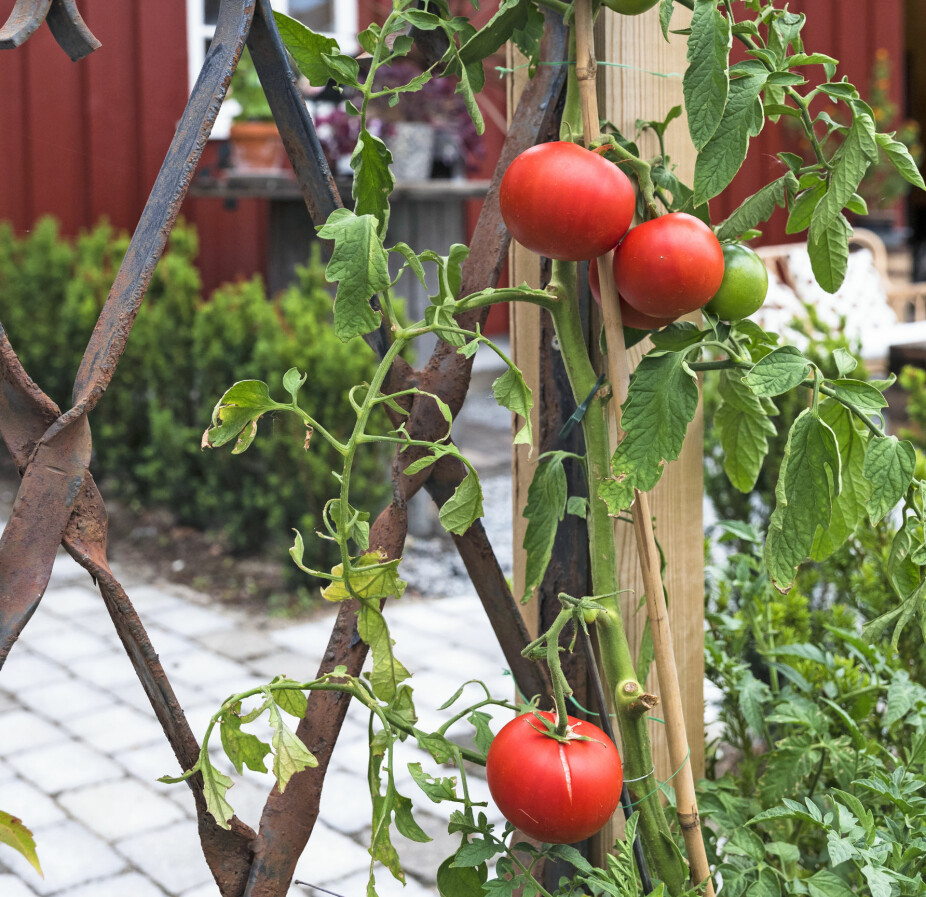 FORSKJELLIG MATERIALBRUK: I hagen og hagestuen er det brukt mange ulike materialer for å skape variasjon og kontraster. Espalieret her får tomatene klatre oppover i.