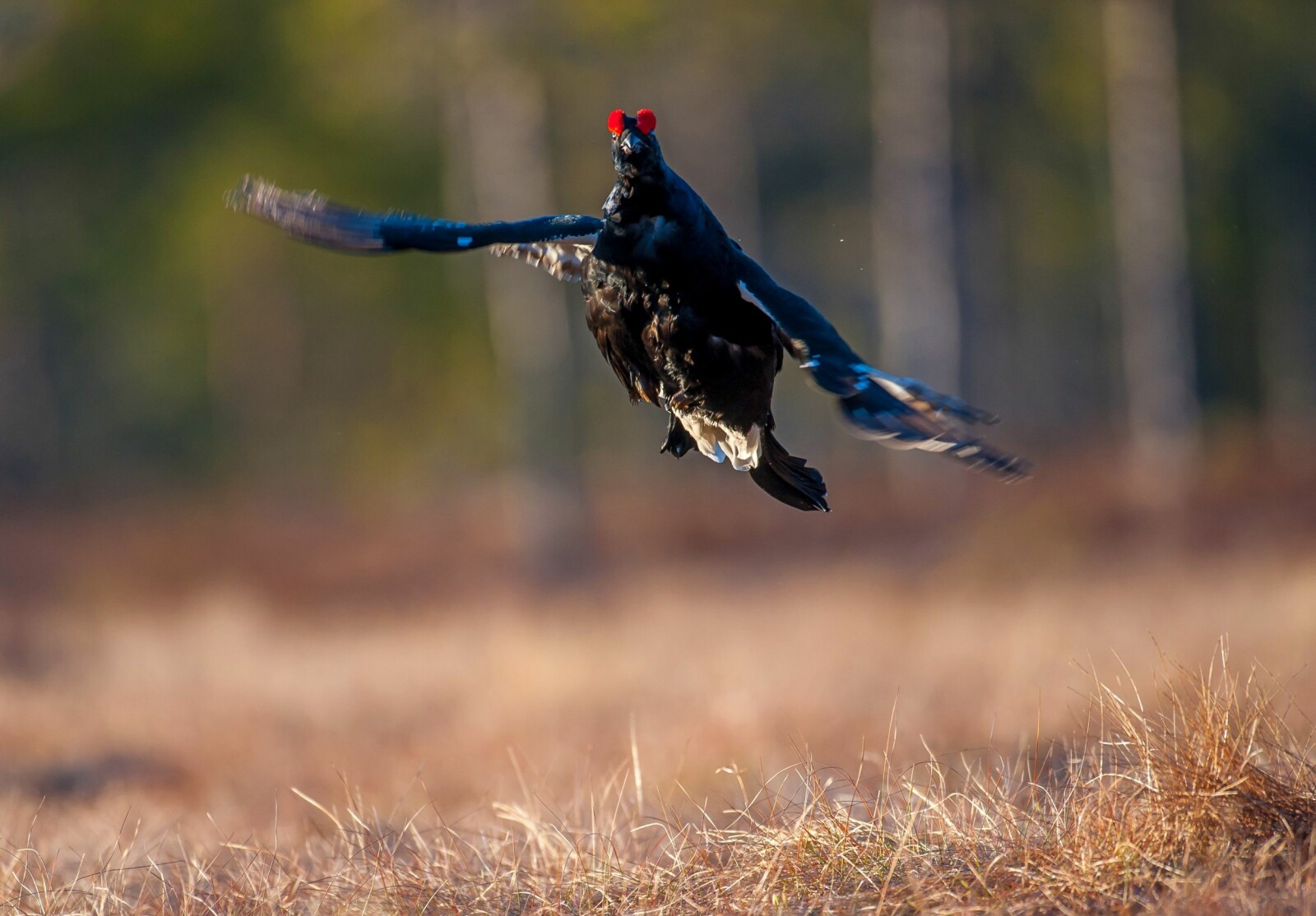 Når man jak­ter fle­re sam­men, kom­mer ofte fug­le­ne fly­gen­de rett imot.