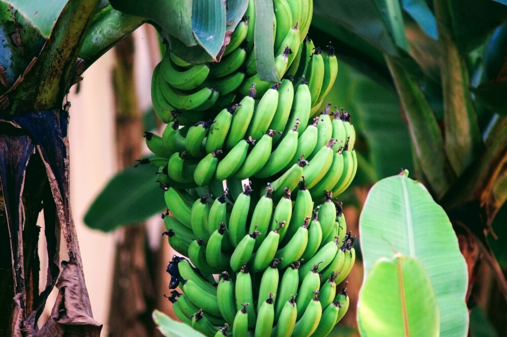 PRODUKSJON: Bananen høstes umoden, vaskes, pakkes og transporteres i klimarom for å bremse modningsprosessen. Bananen modnes ferdig ved hjelp av etylengass og økt temperatur når den kommer til Norge.