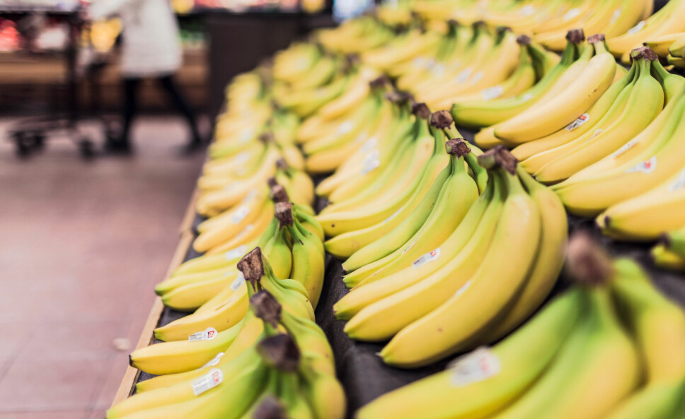 POPULÆRT: Banan er populært som mellommåltid her i Norge. Men hva inneholder den egentlig, og hva er de største mytene om bananen?