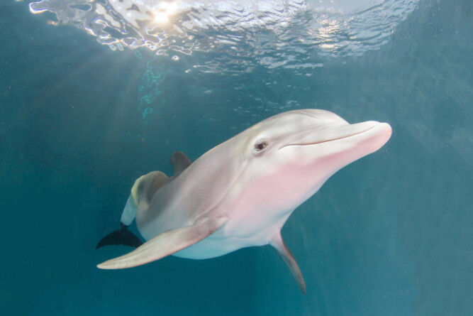 <b>FILMSTJERNE:</b> Delfinen Winter holder til i Clearwater Marine Aquarium.