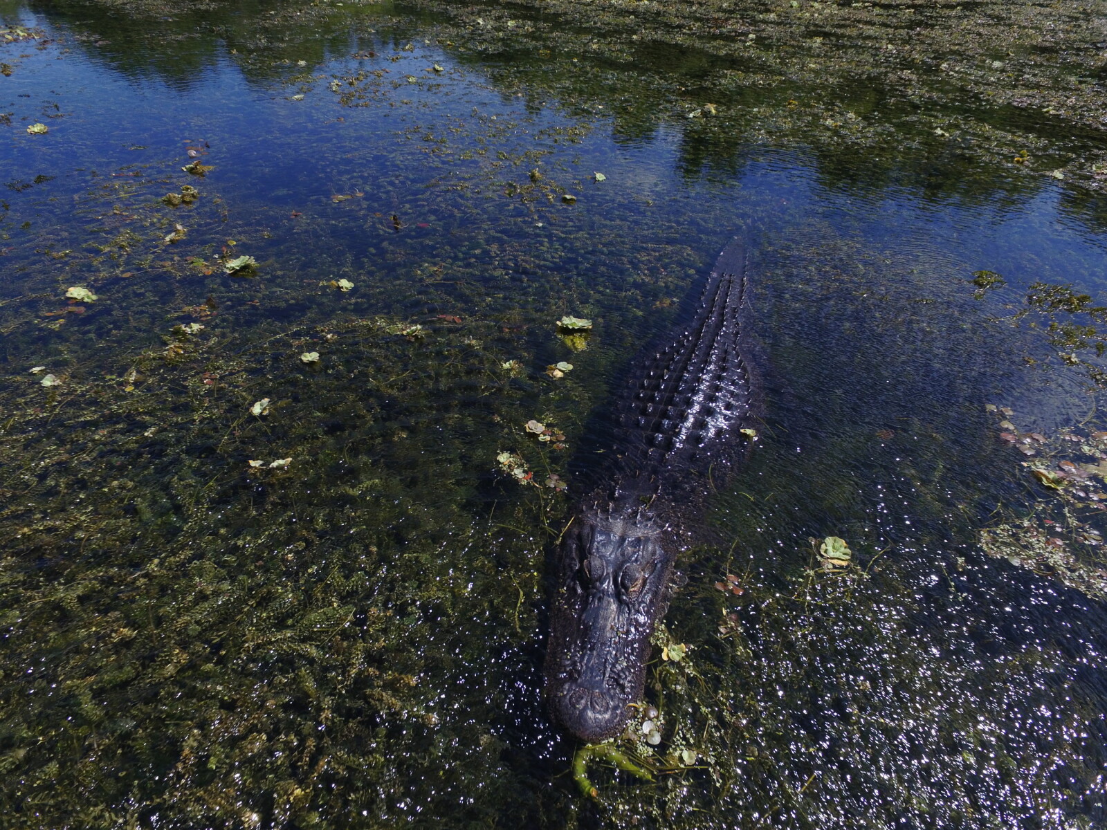 <b>ALLIGATOR ALLEY:</b> Alligatorene er sjefene i Everglades. 